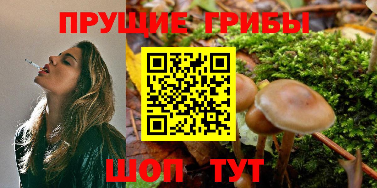 Каменка  Псилоцибиновые грибы Psilocybine cubensis  где найти   Псилоцибиновые грибы прущие грибы  Вход с VPN 